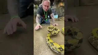 How To Dodge A Snake Strike 🐍