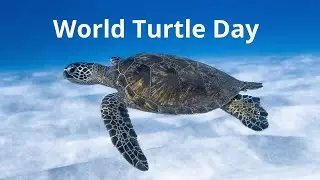 World Turtle Day/World Turtle Day WhatsApp Status 2024/May23/#WorldTurtleDayStatus