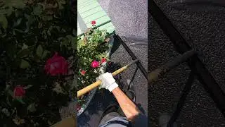 Smell the roses #shorts