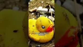 Weird Beach Finds That Will Blow Your Mind!