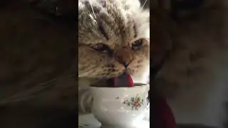 cat video #cat #kitten #cute #cutecat #billikisound #blackboi #sad #haveitoldyoulatelythatiloveyou