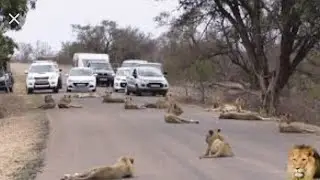 Lions Blocking Road | Largest Lion Pride