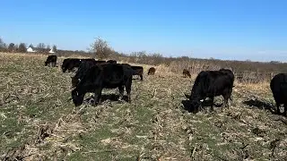 Grazing cover crops and hanging freezer strips