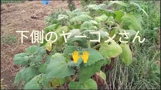 人参さん用の土作り３日目since2024natural farming2025/8/29#自然っぽい農法 #家庭菜園 #garden #大地の再生 