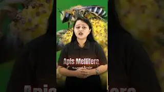 Apis Mellifera🐝: The Most Popular Bee for Beefarming🧑🏼&zwj;🚀  #beekeeping #honeybees #ytshorts