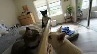 Husky / German hybrid dog playing with young cats