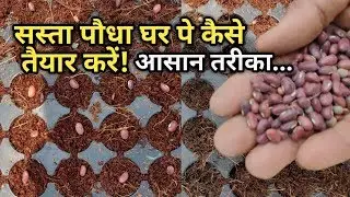 सस्ता पौधा घर पे कैसे तैयार करें | Easy Steps For Seed Germination