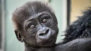 Gorilla Baby Abeo's Heartwarming Journey with Foster Mom Kweli 🦍💖 | Gorilla Baby Update