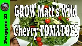 What A Wonderful Matt's Wild Cherry Tomato