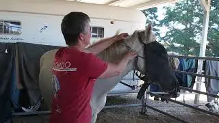 Chris and Sali - introducing fly mask