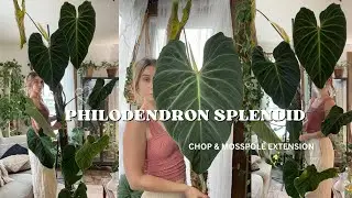 chopping and extending the mosspole on my very large mature philodendron splendid 🌿