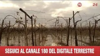 CANOSA OFANTO DISTRUGGE I CAMPI