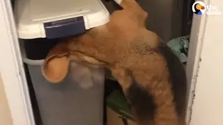 Beagle REALLY Loves Food | The Dodo