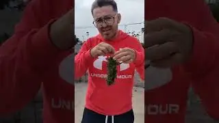 fuera abajo #420 #420weed #autocultivo #flores #barrio