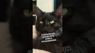 Цена Мейн-Кунов, отличительность этой породы. #cats #cat #рекомендации#котывеликаны#мейнкун