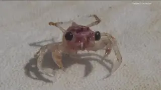 Environment Northwest: Using baby crabs to predict crabbing season in Oregon