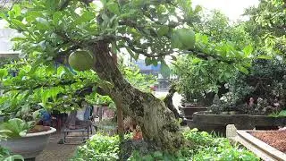 Crescentia cujete bonsai