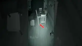 2 Perros que vieron fantasmas 😰💀