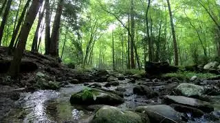 Meditation, Relaxing, Cold Mountain Stream - Great Smoky Mountains - 4K 1 Hour Version
