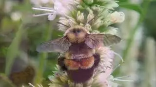 Rusty patched Bumblebee   SD 480p