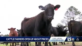 Cattle shortage driving up beef prices in grocery stores