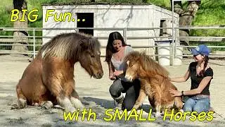 Big Fun with Little Horses