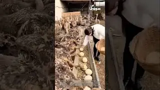 Ostrich egg collection: gathering eggs from the ostriches