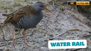 WATER RAIL | RALLUS AQUATICUS | WWT SLIMBRIDGE, UK | WILDLIFE | NATURE