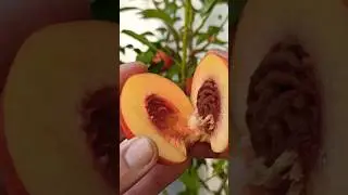 Growing a Peach Tree From Seed