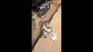 Monkey Eating Bread n Orange | Ooty Toy Train Pitstop | Tamilnadu