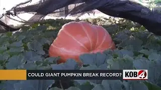 Man grows giant pumpkin that could break records