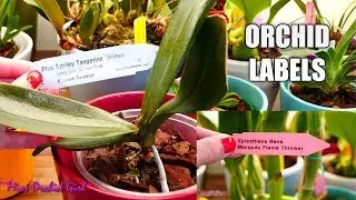 How to read & interpret Orchids tags / labels + The problems of name changing!