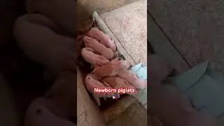 #short, #shortsfeed, #thankyou, #philippines, #provincelife, #pig, #happy, #subscribe
