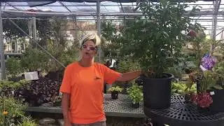 Kiefer Landscaping - Dwarf Burning Bush