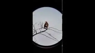 Red tailed hawk  cleaning feathers