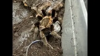 Tliltocatl vagans , Mexican Red Rump egg sac removal