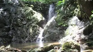 Panama Amphibian Rescue and Conservation Project.mov
