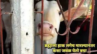 ब्रह्माला हाक लगेच मारल्यानंतर कसा जवळ येतो बघा 😍 | Bailgada Sharyat |