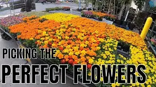 Picking the PERFECT FLOWERS for garden. BERMUDA GRASS UPDATE