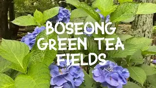 Let's visit the Boseong Green Tea Fields! 보성