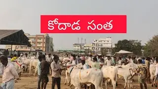 kodad bulls market today | Kodad santha#ongolebulls #ongolecattle