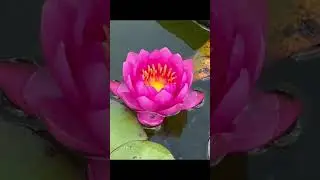 Pink vs White - Which Lotus Flower is Prettier?