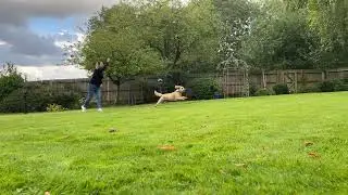 Pivo Pod Dog Tracking - Playing Fetch