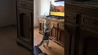 Back in Time Shorts: 1. Baby Husky Akim vs. The TV Rabbit! 🐺🐇 #huskylife #husky