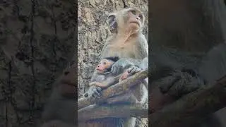 beautiful monkey family   #monkey #babymonkey #wildlife #virals