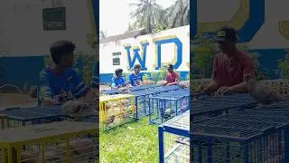 Tuku doro 20ewu koh njongko juara #cahnjeblug #shortvideo #merpatikolong #kenwood #lucu