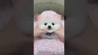 cute puppy funny video pets video pets shorts #dogs #puppy #shorts #ytshorts #angrypets #viralpets