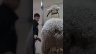 Oklahoma livestock kids get after it! #livestockshow #4h #cattle #ffa #agriculture #sheep