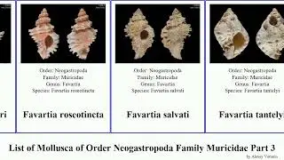 List of Mollusca of Order Neogastropoda Family Muricidae Part 3 favartia hexaplex ergalatax duplex