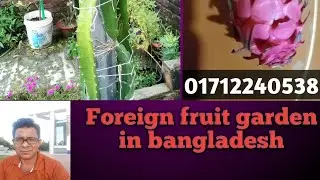 How to dragon palm planting system in the nursary bed in the foreign fruit garden in bangladesh